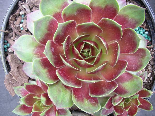 Sempervivum 'Gay Jester'