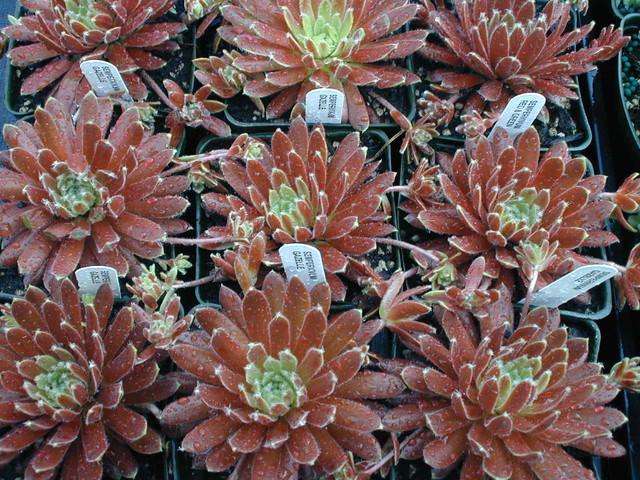 Sempervivum 'Gazelle'