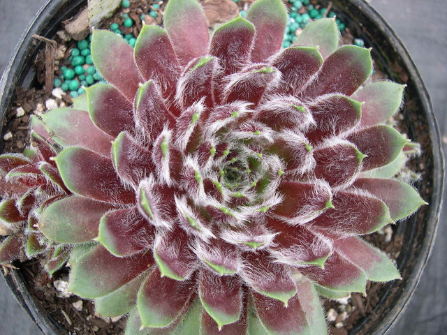 Sempervivum 'Ginnie's Delight'