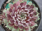 Sempervivum 'Ginnie's Delight'