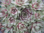 Sempervivum 'Glaucum Minor'