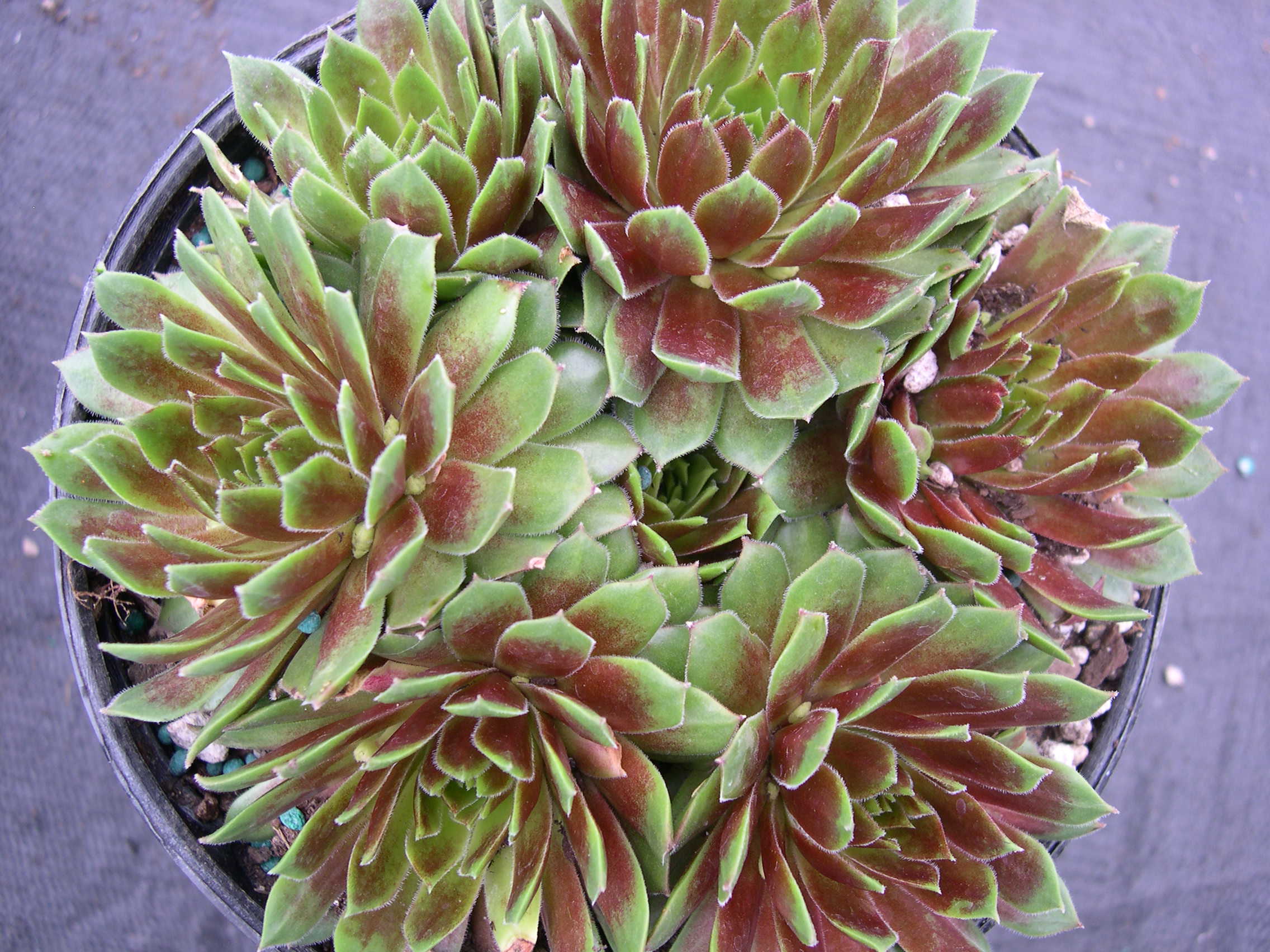 Sempervivum 'Gloriosum'