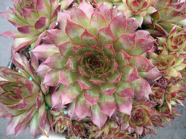 Sempervivum 'Glowing Embers'