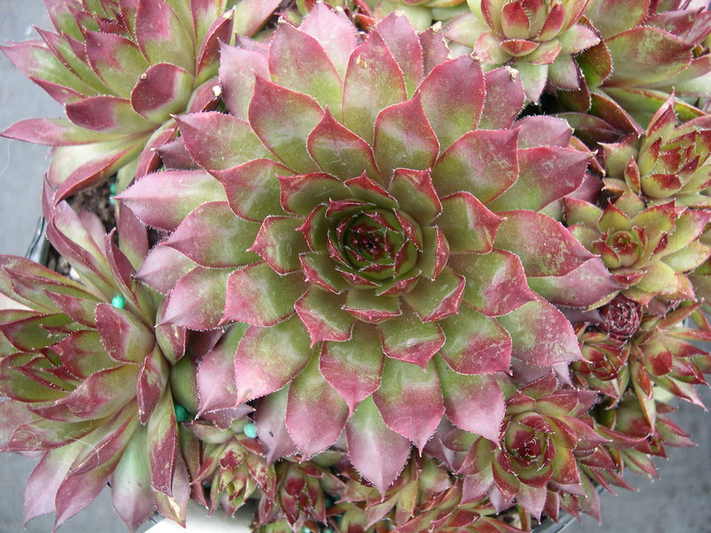 Sempervivum 'Glowing Embers'