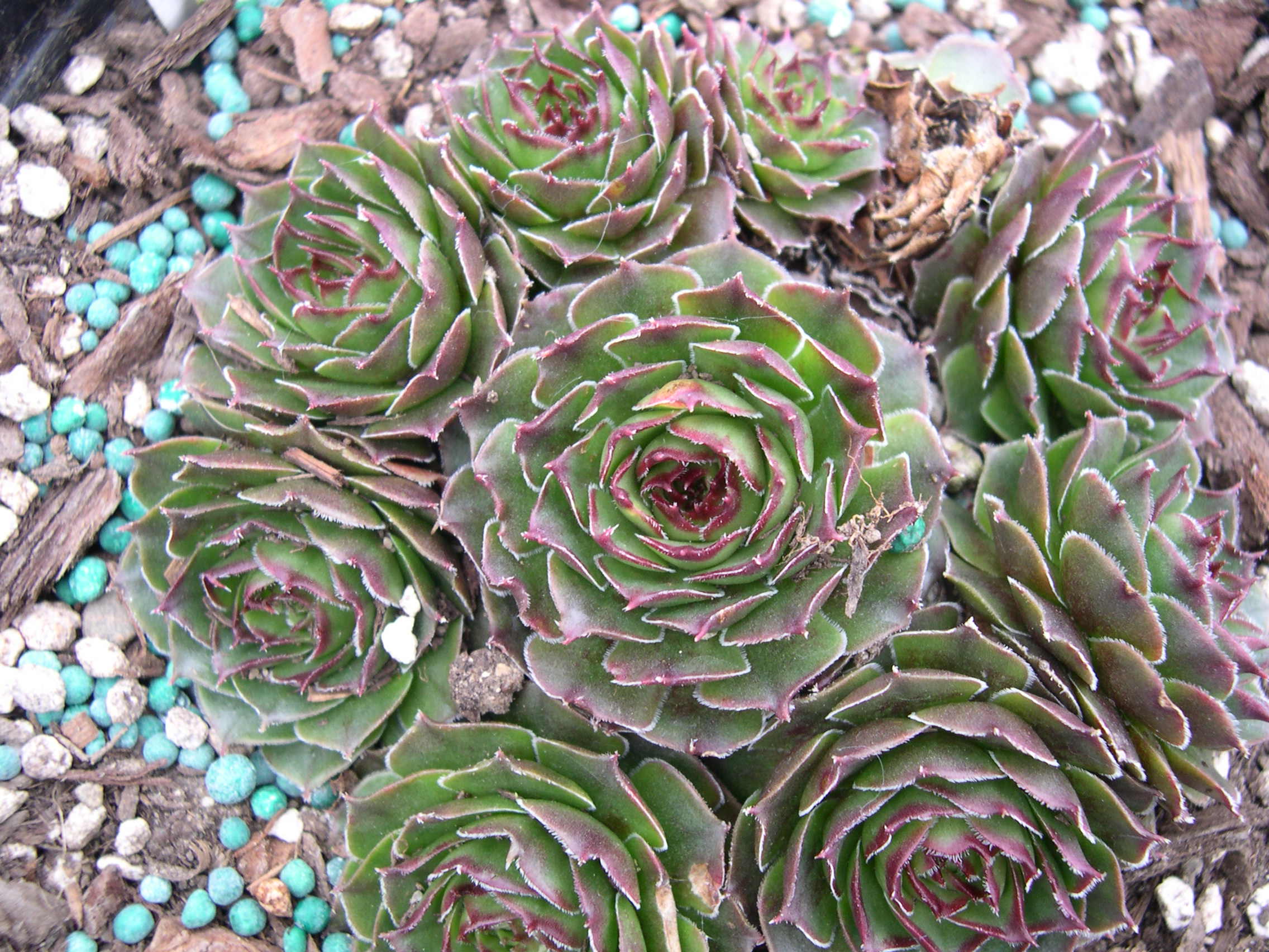 Sempervivum 'Gollum'