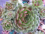 Sempervivum 'Grandiflora Keston'