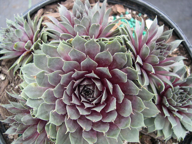 Sempervivum 'Grapetone'