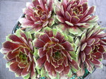 Sempervivum 'Happy'