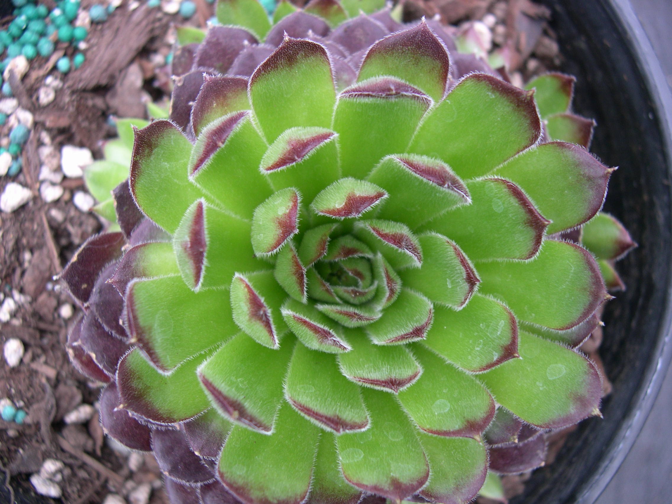 Sempervivum 'Hester'