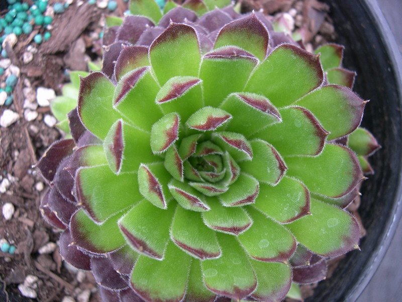 Sempervivum 'Hester'