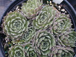 Sempervivum 'Icicle'