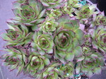 Sempervivum 'Joybelle'