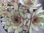 Sempervivum 'Jungle Shadows'