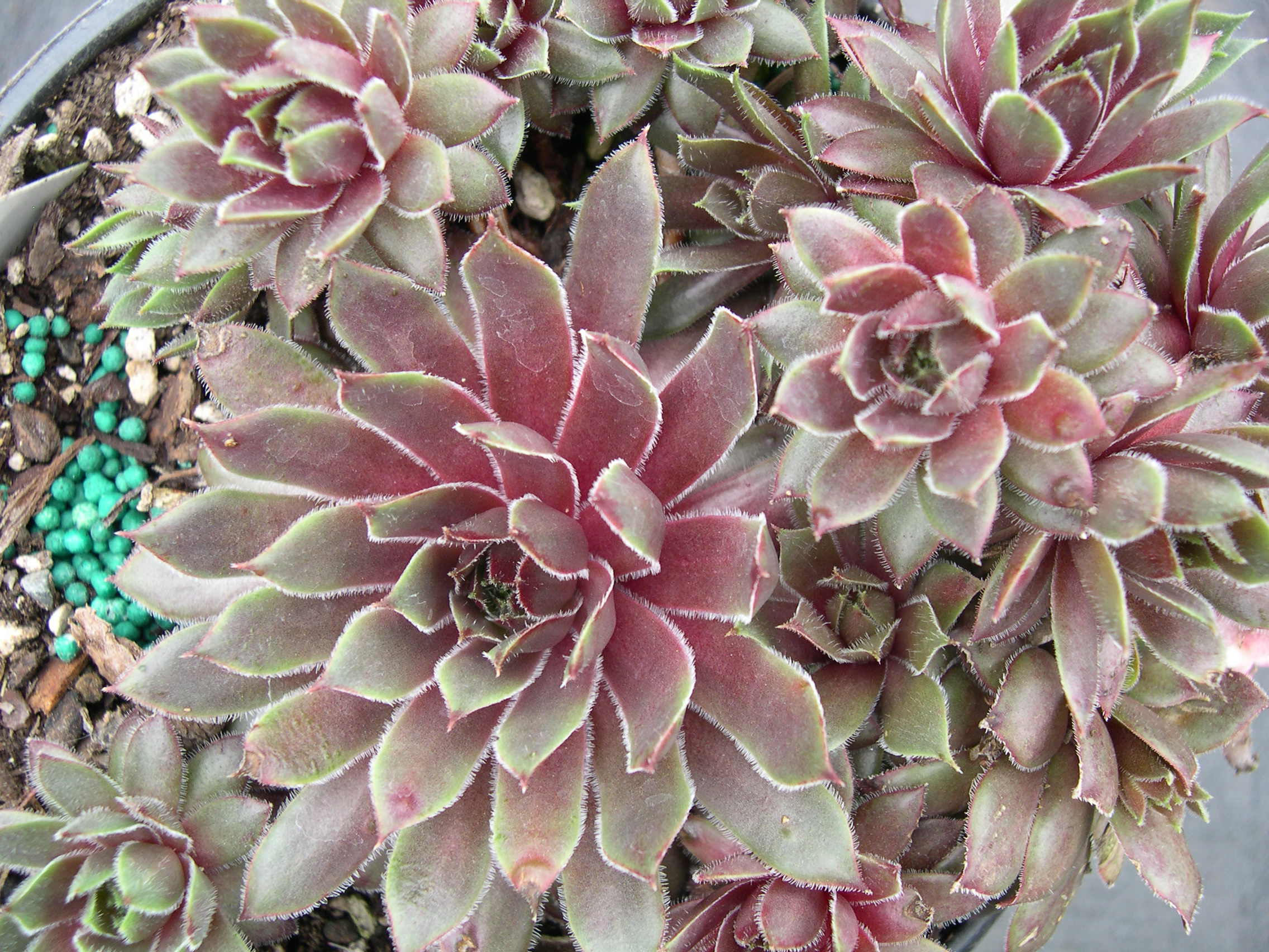 Sempervivum 'Kalinda'