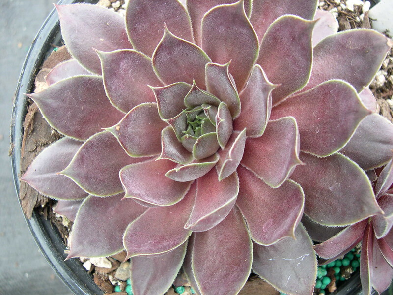 Sempervivum 'Kip'