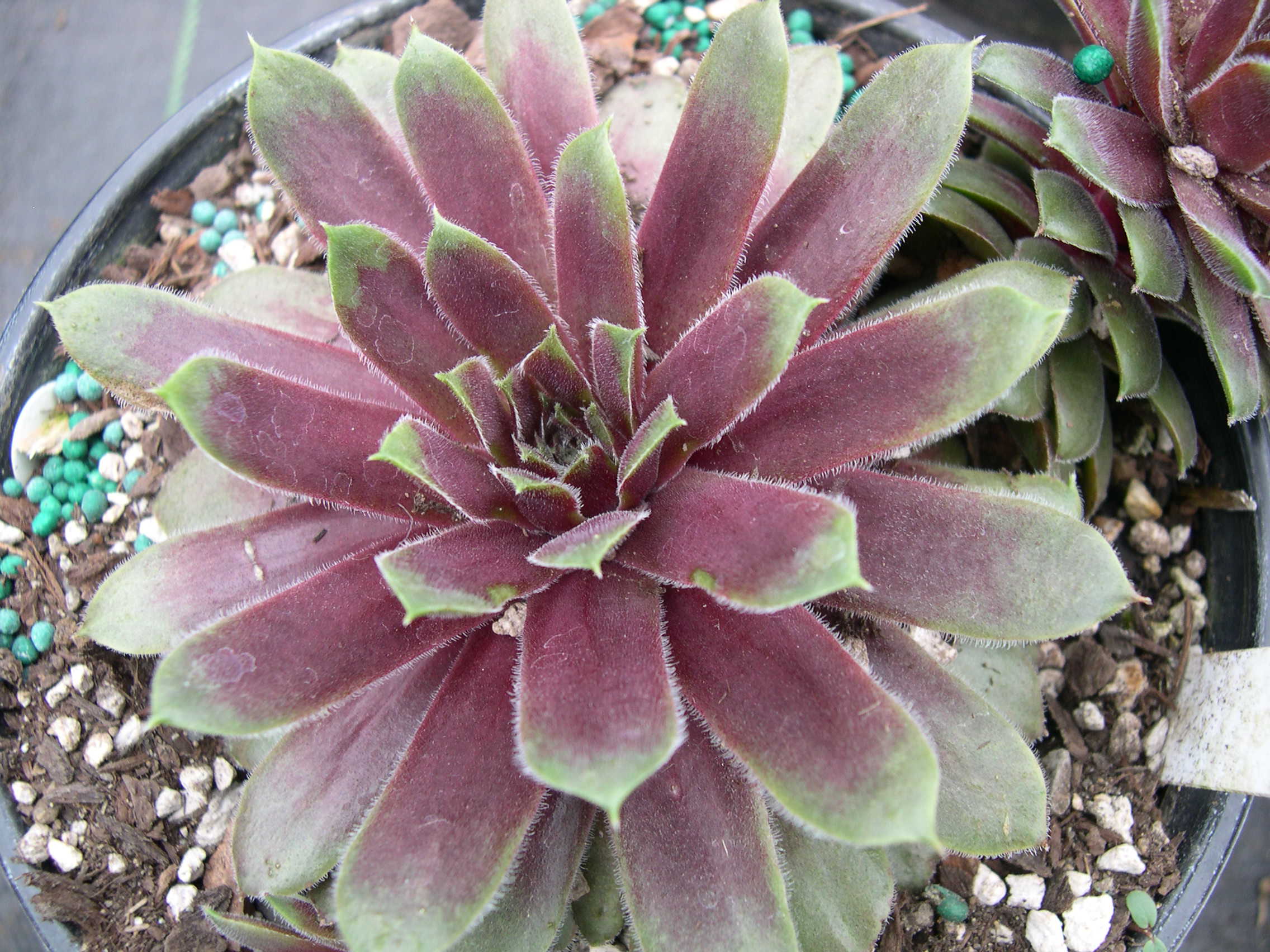 Sempervivum 'Laura Lee'