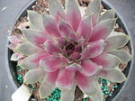 Sempervivum 'Lavender & Old Lace'