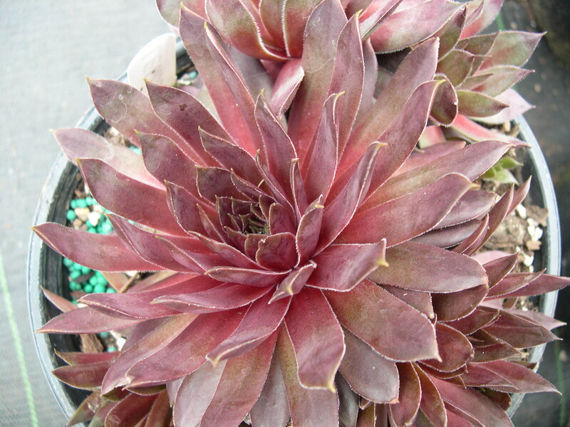 Sempervivum 'Legolas'