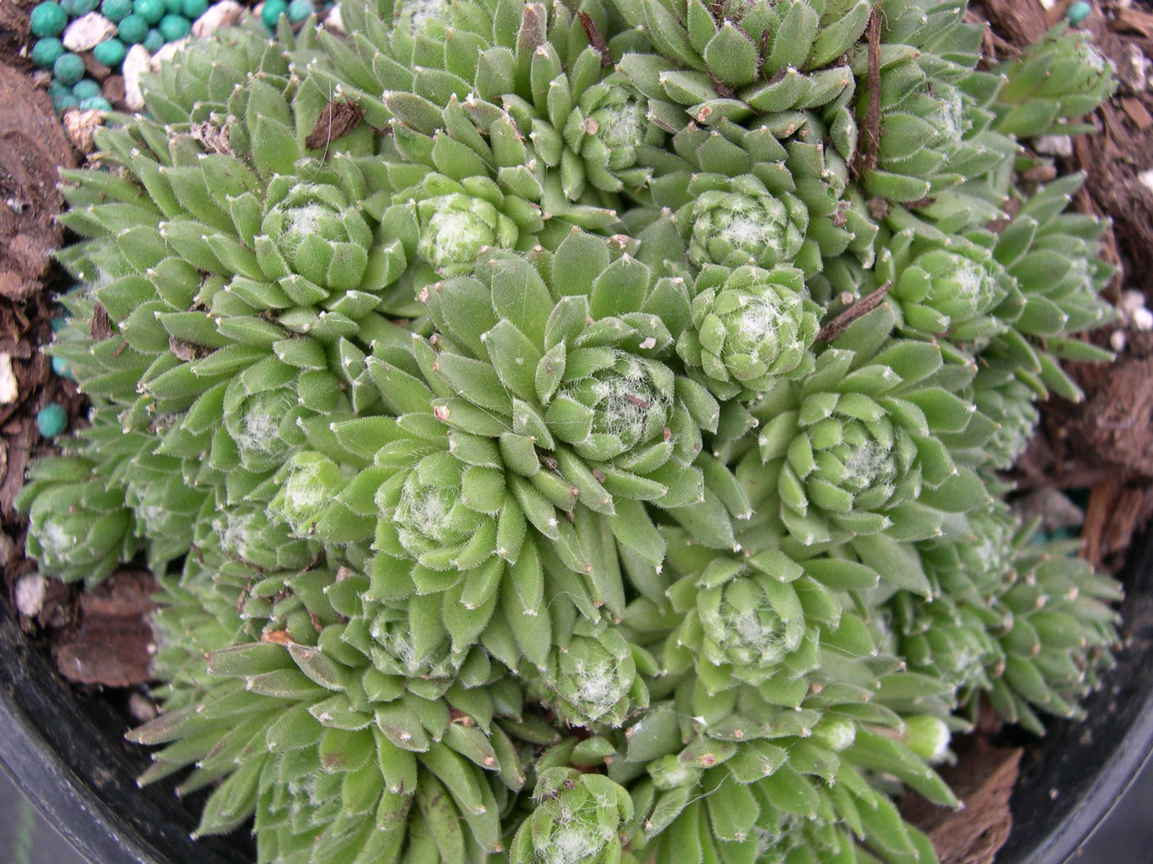 Sempervivum 'Little Bobo'