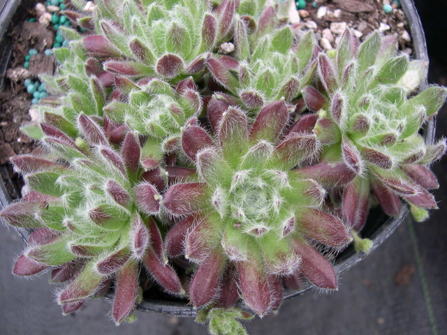 Sempervivum 'Lively Bug'