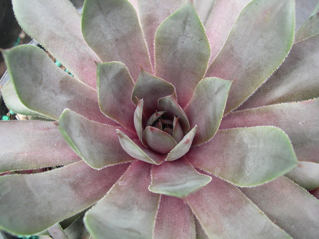 Sempervivum 'Lynn's Choice'