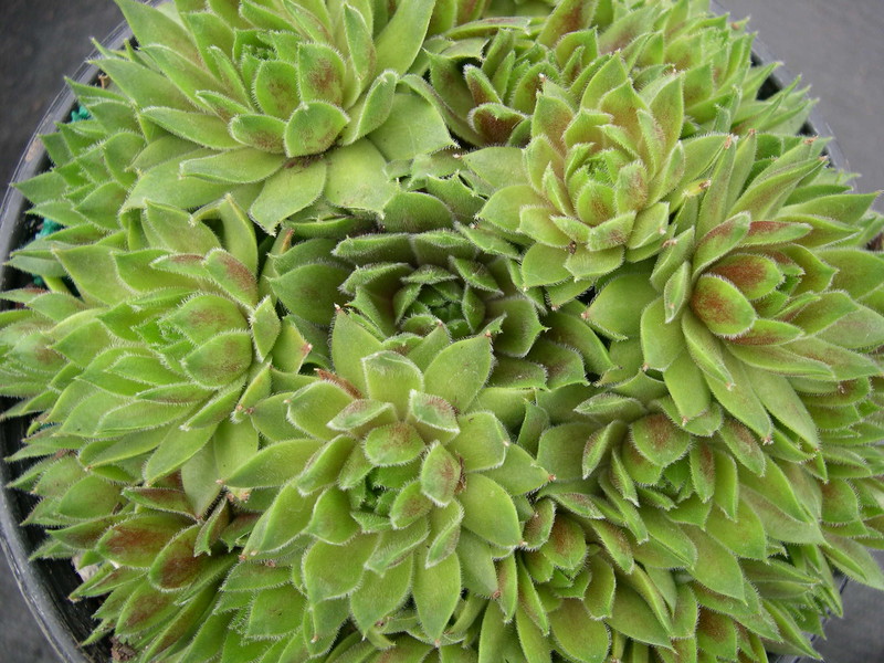 Sempervivum 'Magic Spell'