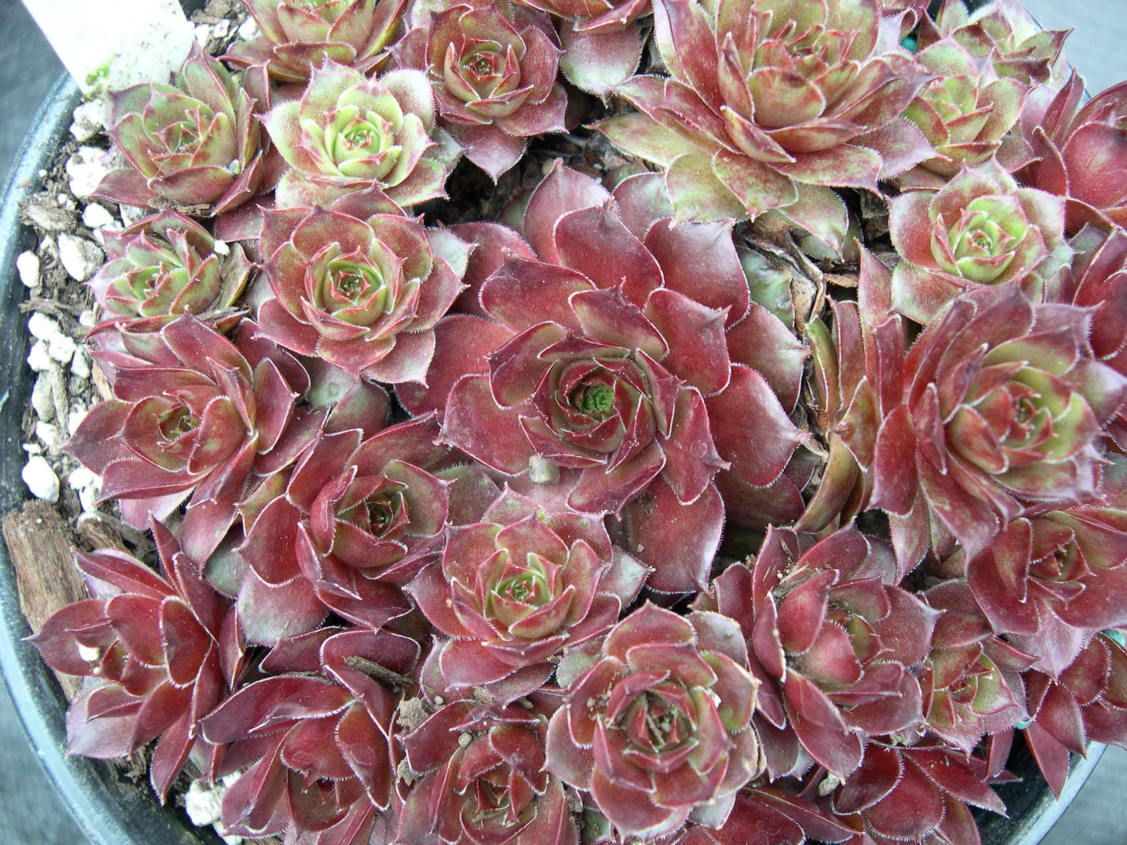 Sempervivum 'Malby's Hybrid'