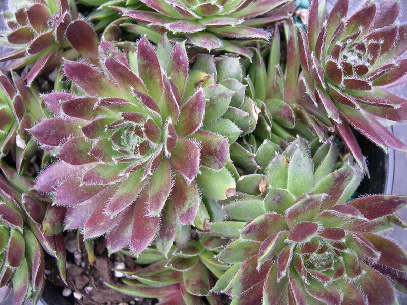 Sempervivum 'Mayfair Hybrid'