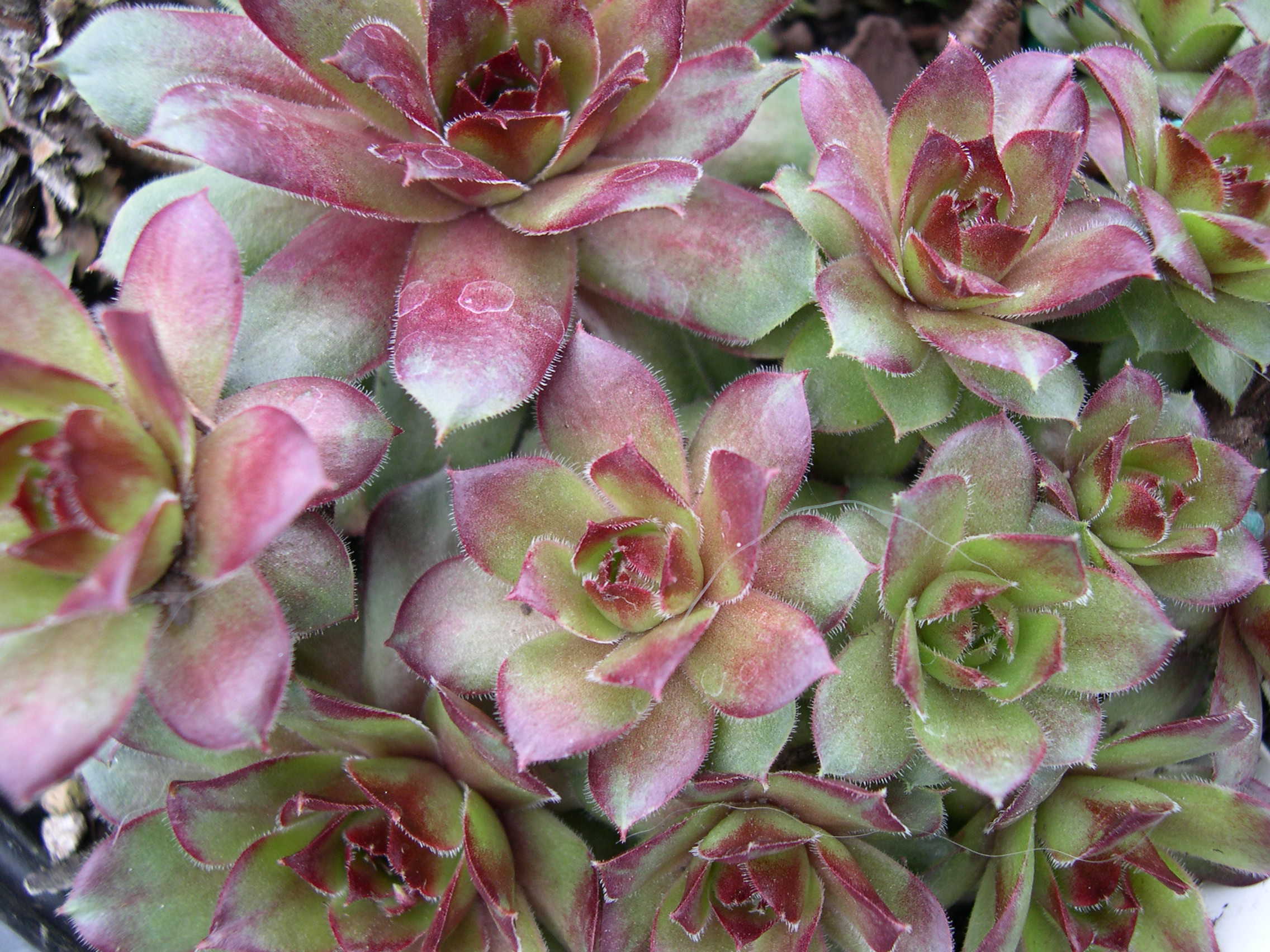 Sempervivum 'Mercury'