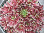 Sempervivum 'Montage'