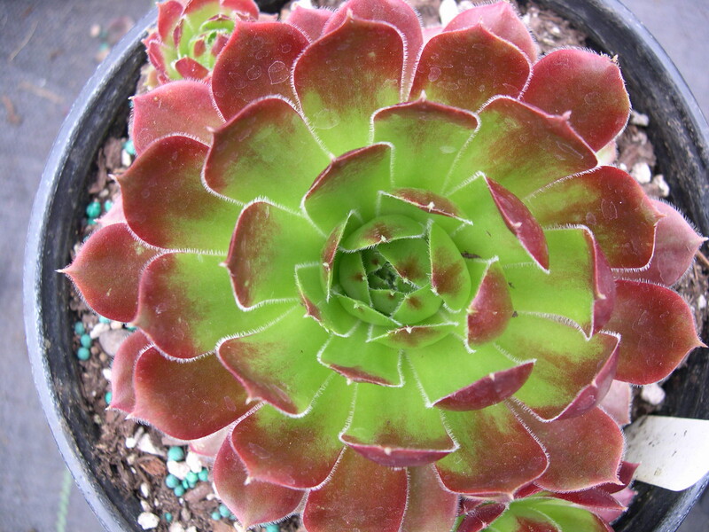 Sempervivum 'Moore Honey'