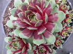 Sempervivum 'Mystic'