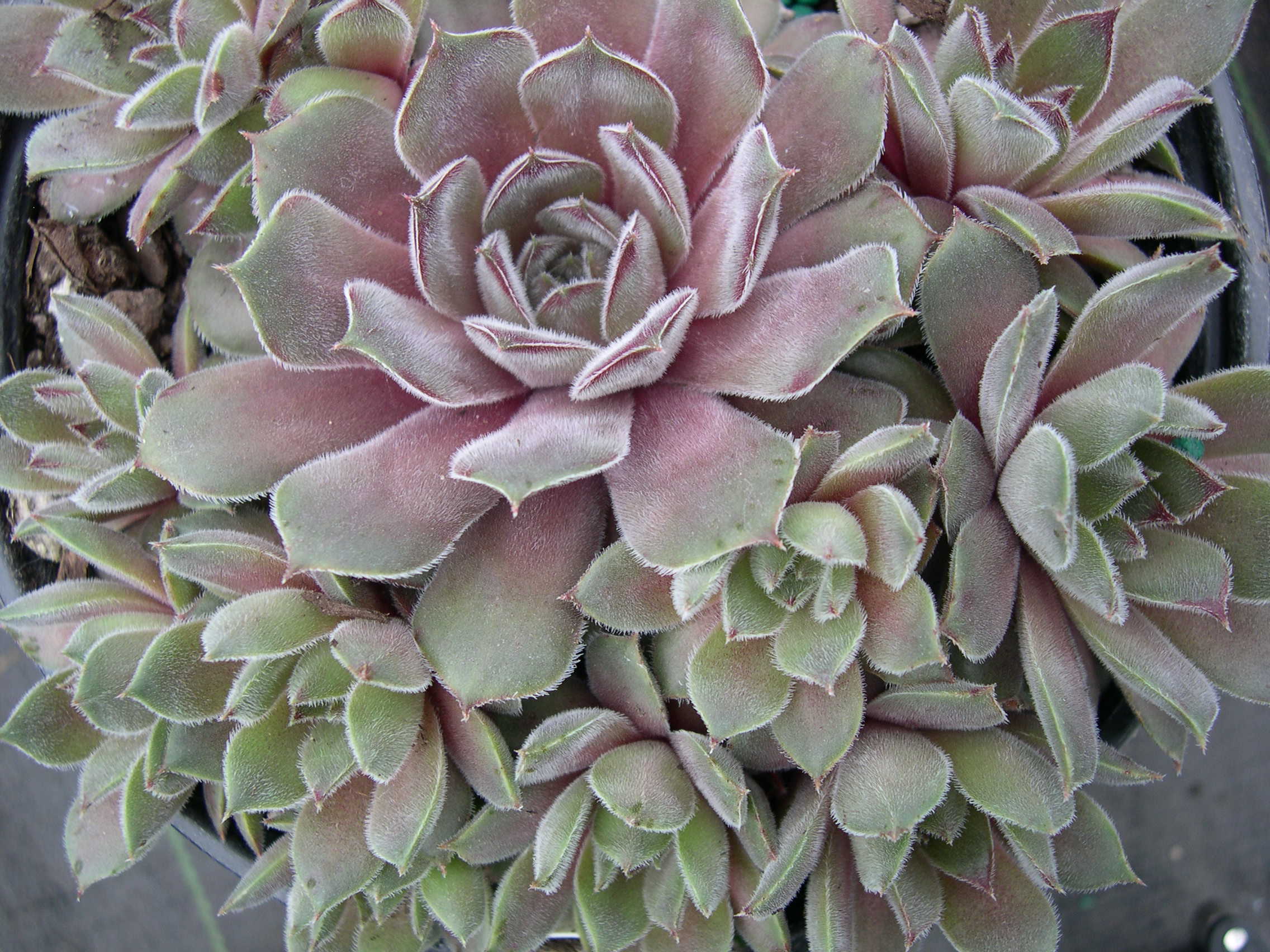 Sempervivum 'Neptune'