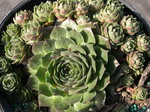 Sempervivums (N-R)