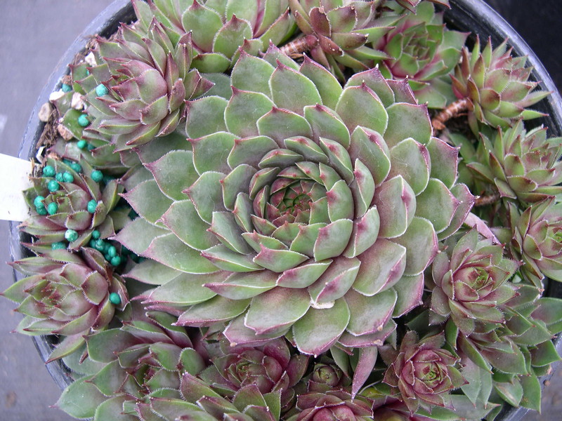 Sempervivum 'Nico'