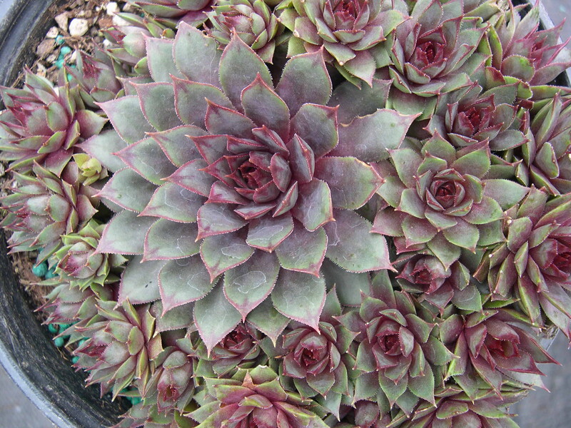 Sempervivum 'Nortoft's Hybrid'