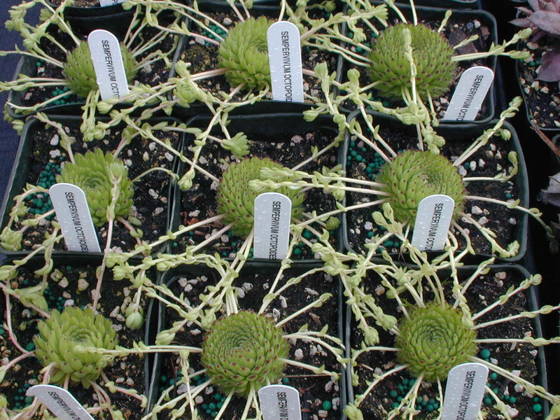 Sempervivum octopoides