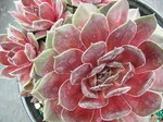 Sempervivum 'Ohio Burgandy'