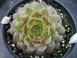 Sempervivum 'Ohioan'