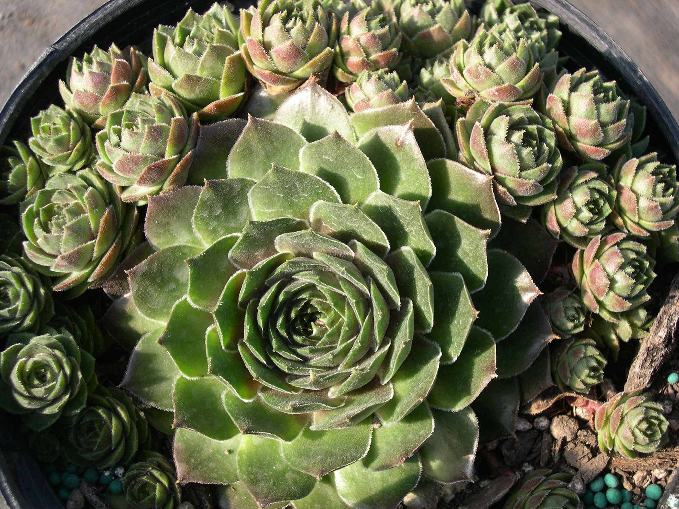 Sempervivum 'Olivette'