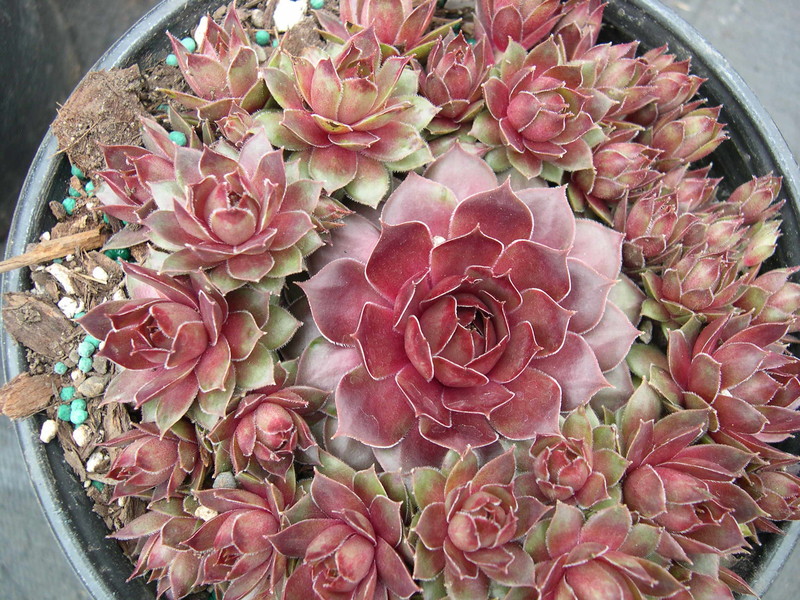 Sempervivum 'Ornatum'