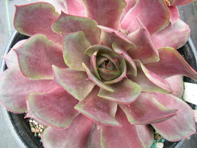 Sempervivum 'Othello'