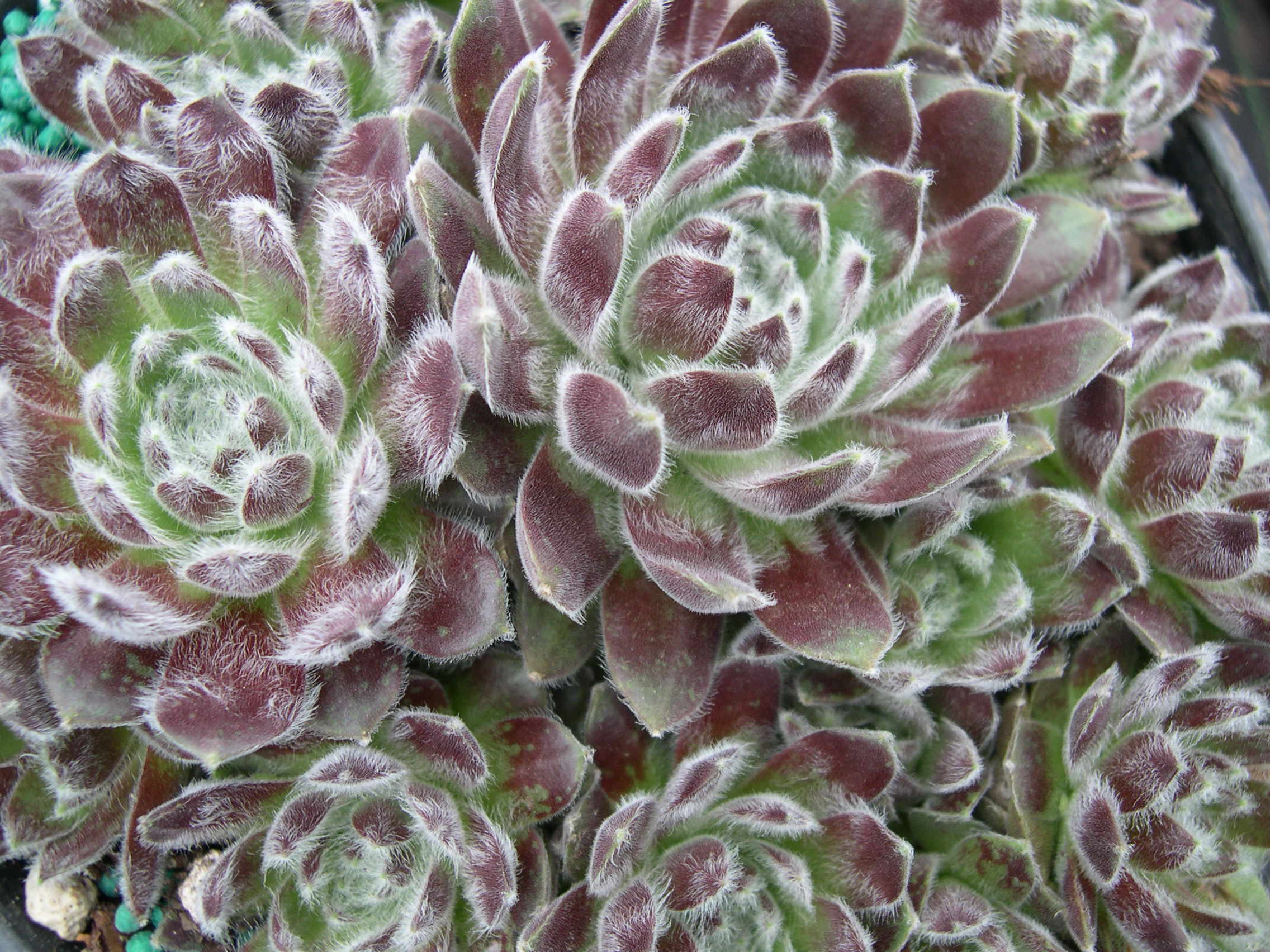 Sempervivum 'Pacific Feather Power'