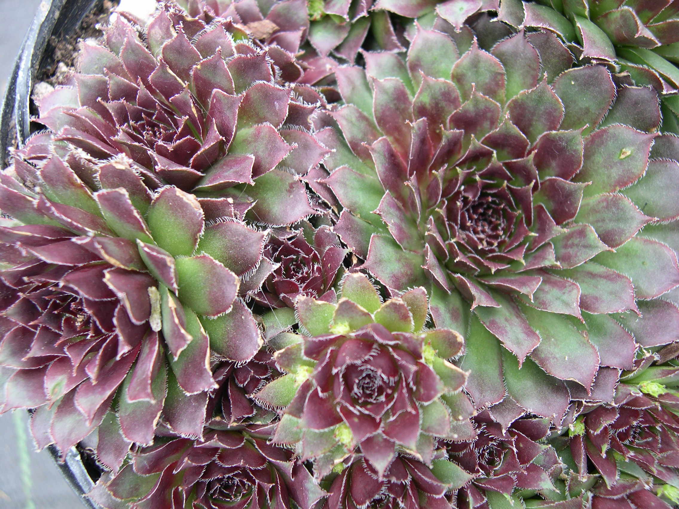 Sempervivum 'Pacific Mayfair Imp'