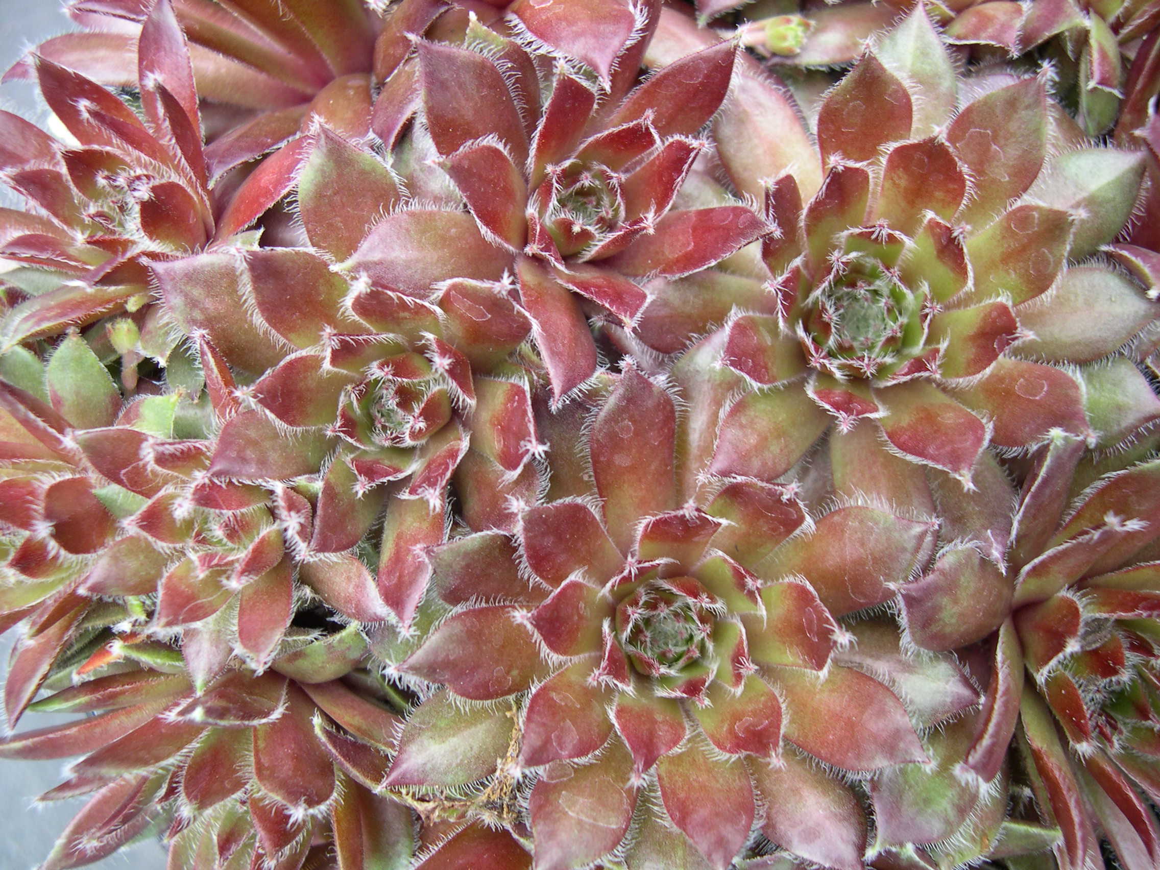 Sempervivum 'Pacific Sparkler'