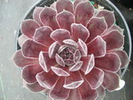 Sempervivum 'Pacific Spring'