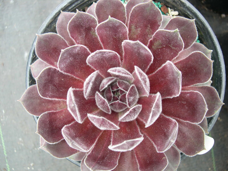 Sempervivum 'Pacific Spring'