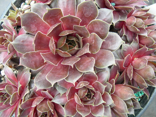 Sempervivum 'Pacific Taffy Pink'