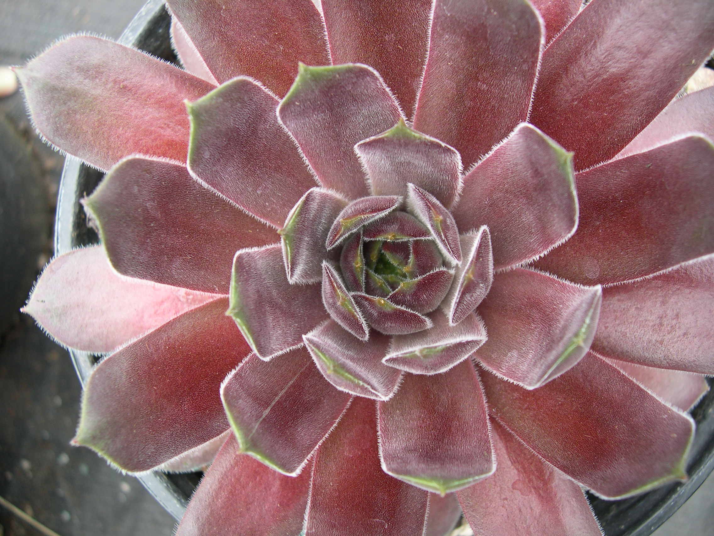 Sempervivum 'Packardian'