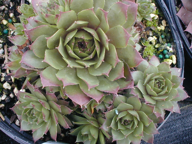 Sempervivum 'Patrician'